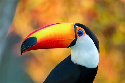 Wildlife – Embassy of Paraguay in New Delhi – Official Website