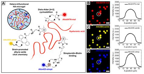 Microfluidic Fabrication of Click Chemistry-Mediated Hyaluronic Acid ...