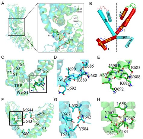 Molecular Dynamic Simulations Reveal the Activation Mechanisms of ...