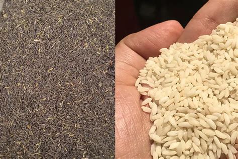 Kalanamak Rice: Buddha's blessing for hometown Siddharthnagar