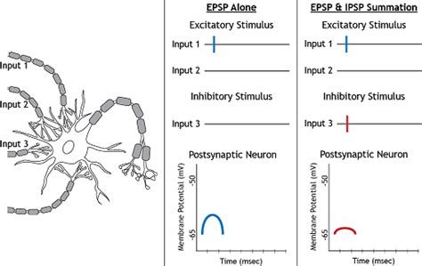 Synapse-definition and Types - Medical Science Optional Notes for UPSC