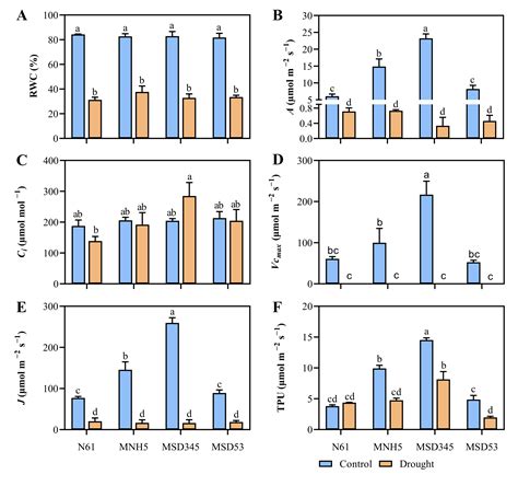 Aegilops tauschii Introgressions Improve Physio-Biochemical Traits and ...