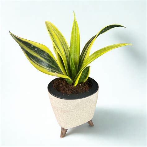 Green Paradise® Sansevieria Golden Hahnii Live Indoor Plant in Premium ...