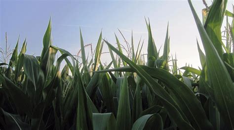 MAISLABYRINTH EUTINGEN (2025) All You Need to Know BEFORE You Go (with ...