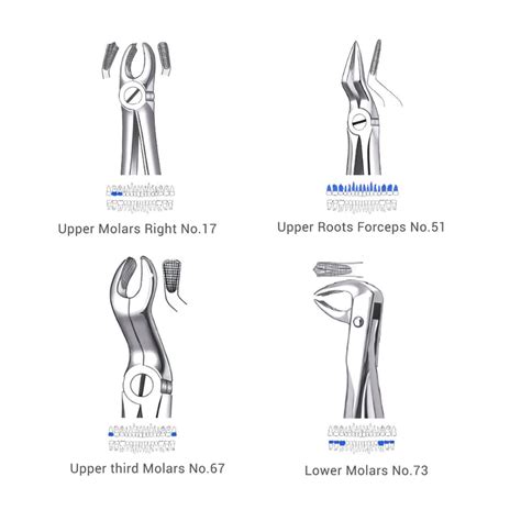 Waldent Extraction Forceps Kit Set of 12 (K1/1) – Waldent.com