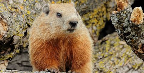 Formula 1: Groundhog Incident In Canadian Grand Prix