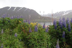 GISTIHÚS JÓA (Olafsfjordur) - Guesthouse Reviews & Photos - Tripadvisor