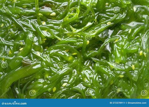 Background Image of Seaweed Lettuce. Wakame Seaweed Chuka Salad with ...