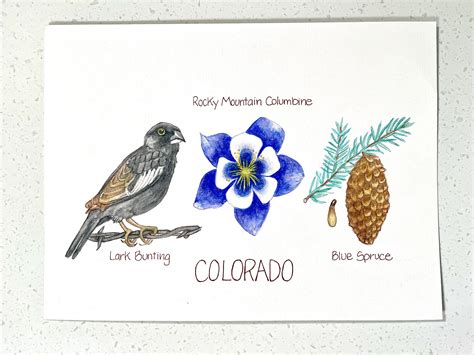 Colorado state tree colorado blue spruce – Artofit