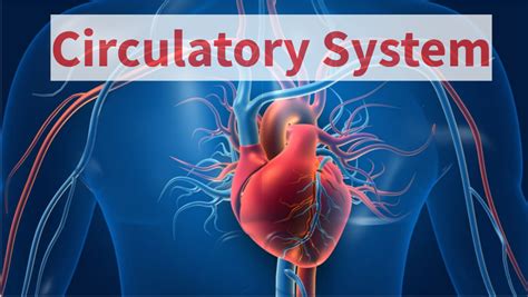 Image result for Circulatory System Tutorial