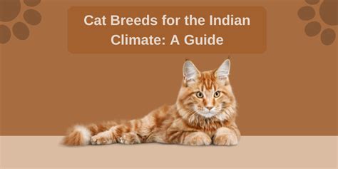 Cat Breeds for the Indian Climate: A Guide – Pawgy Pets