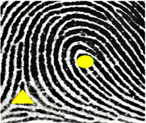 Image result for Loop Fingerprint