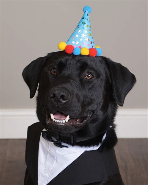 Dog Birthday Hat Toronto at Sandra Madrigal blog