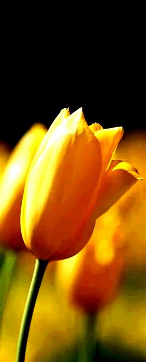 Image result for Tulips Flower Using Python