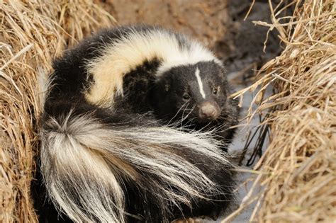 Animals Dig 的图像结果