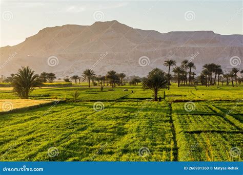 Palms and Lush Fields in the Valley of Nile River, Egy Stock Photo ...