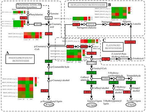 Melatonin Mitigates Water Deficit Stress in Cenchrus alopecuroides (L ...