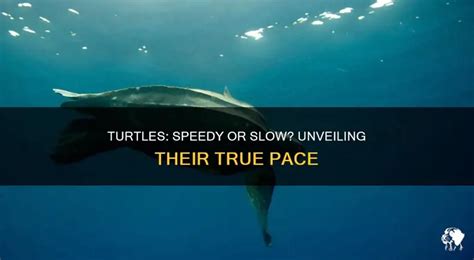 Image result for Turtle Fast Move