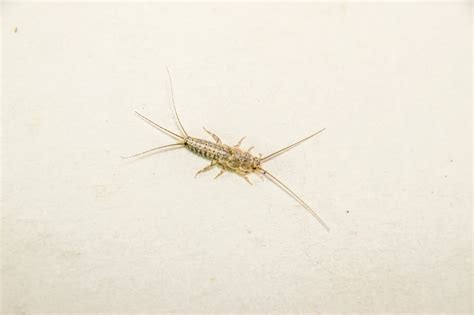 Silverfish Pest Control Perth | Sherlock Pest Control