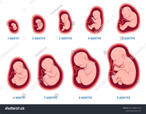 Stages Pregnancy Fetal Development Process Human Stock Vector (Royalty Free) 2396671227 ...