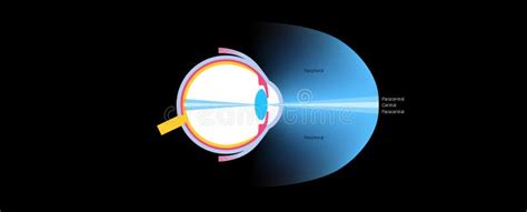 Image result for Peripheral Vision Field of View