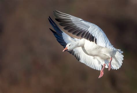 Snow Goose Numbers 的图像结果