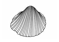 malvorlagen fische muscheln ausmalbilder fische krebse seepferdchen kraken quallen malvorlagen fische muscheln ausmalbilder fische krebse seepferdchen kraken quallen