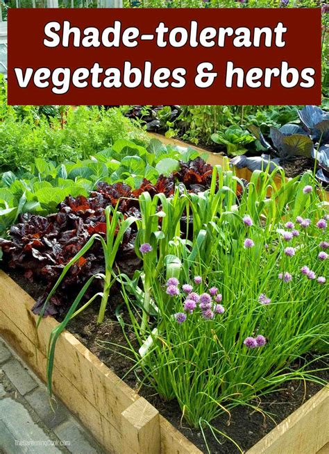 List of 40 Herbs & Vegetables that Grow in Shade & Partial Shade