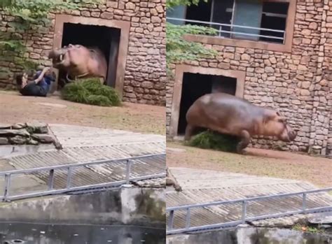 Image result for Hippo Has Exploding Diarrhea