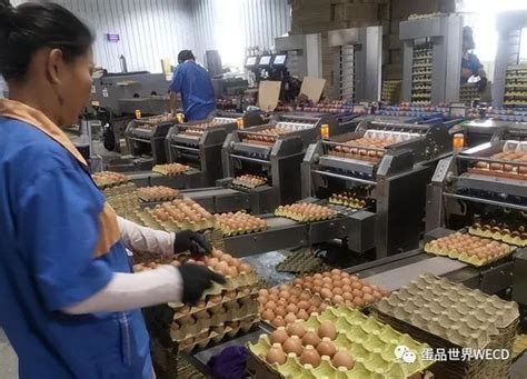 正大漯河300万蛋鸡项目加速推进！ 2024年正大蛋业在河南存栏将达490万，成全省第一
