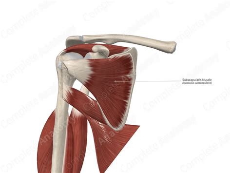 Image result for Subscapularis Muscle Function