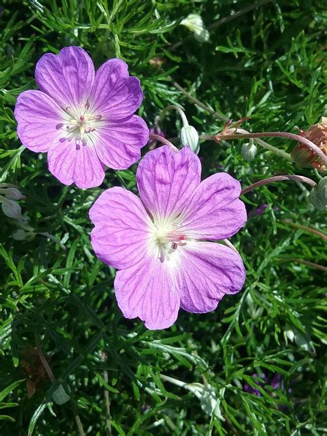 Geranium incanum in 68mm Super Tube – Trigg Plants