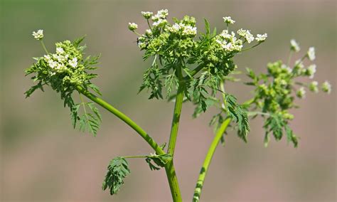 Poison Hemlock vs Wild Carrot: 5 Key Differences - A-Z Animals