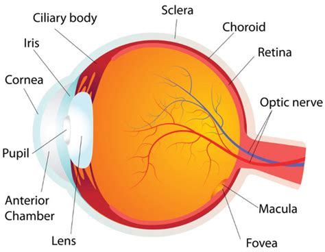 Analysis of the Corneal Geometry of the Human Eye with an Artificial ...