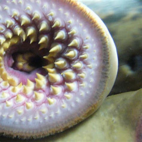 Image result for Alien Cross Breeding with Humans