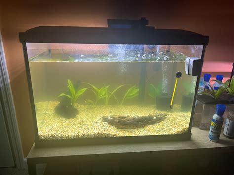 Been using accu-clear and algaefix for 2-3 weeks now why’s it so foggy still : r/Aquariums