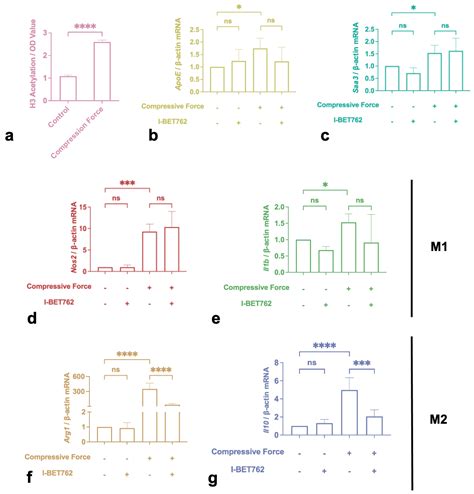 Orthodontic Compression Enhances Macrophage M2 Polarization via Histone ...