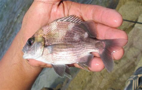 Blackbarred Grunt | Mexico – Fish, Birds, Crabs, Marine Life, Shells ...