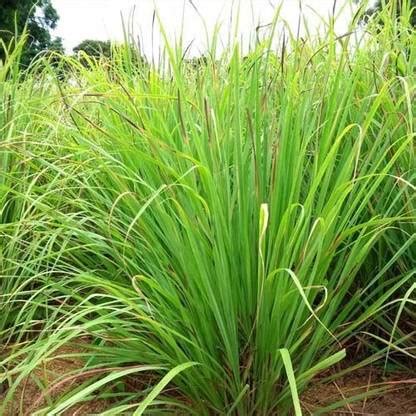 Paudha Lemon Grass Seed Price in India - Buy Paudha Lemon Grass Seed ...