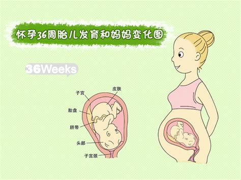 怀孕了大约10周左右应为我月经40多天来一次，有点月经不调 今天拍B超说看不到胎芽和胎心麻烦懂 - 百度宝宝知道