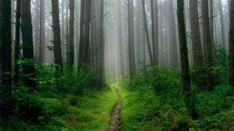 Wallpaper path, grass, trees, forest, fog hd, picture, image