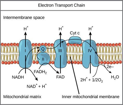 What is the role of oxygen in electron transport system? - Brainly.in