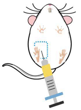 Image result for Intraperitoneal Injection Animals