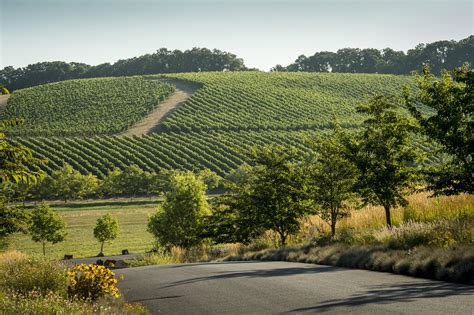 Sustainable Wines from Oregon's Willamette Valley