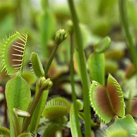 Dionaea Muscipula Venus Flytrap Flower Seeds