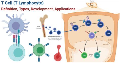 Image result for T Lymphocyte Development