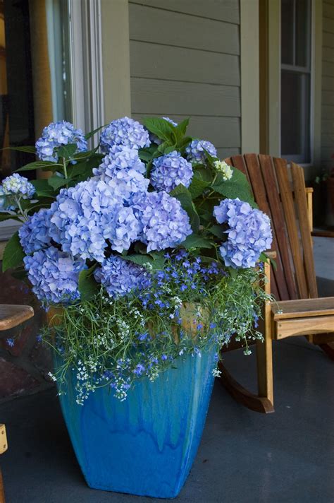 Hydrangea In Pots