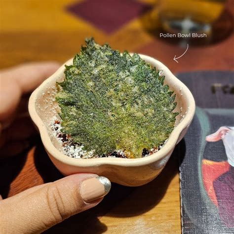 Cafés & Restaurants Crockery & Tableware | Ware Innovations