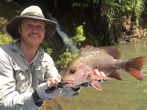 Fish Species Of North Queensland - Mangrove Jack
