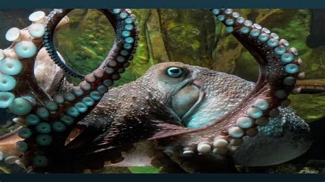 Image result for Octopus Escapes